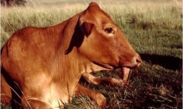 مرض ابورقيبة التسمم الوشيقي