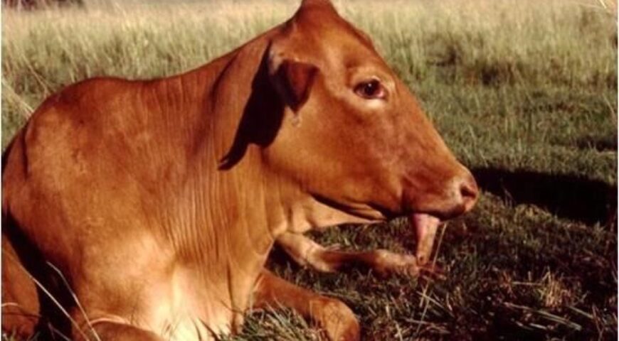 مرض ابورقيبة التسمم الوشيقي